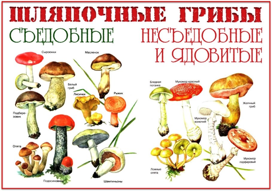 Съедобные грибы и несъедобные грибы названия