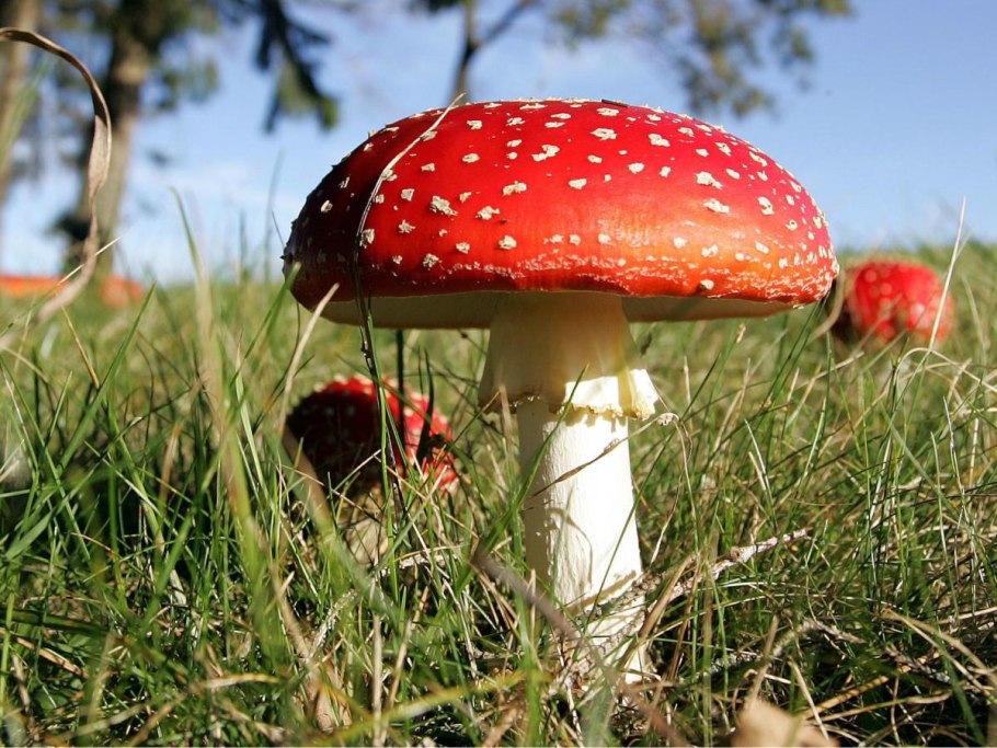 Поганки несъедобные грибы