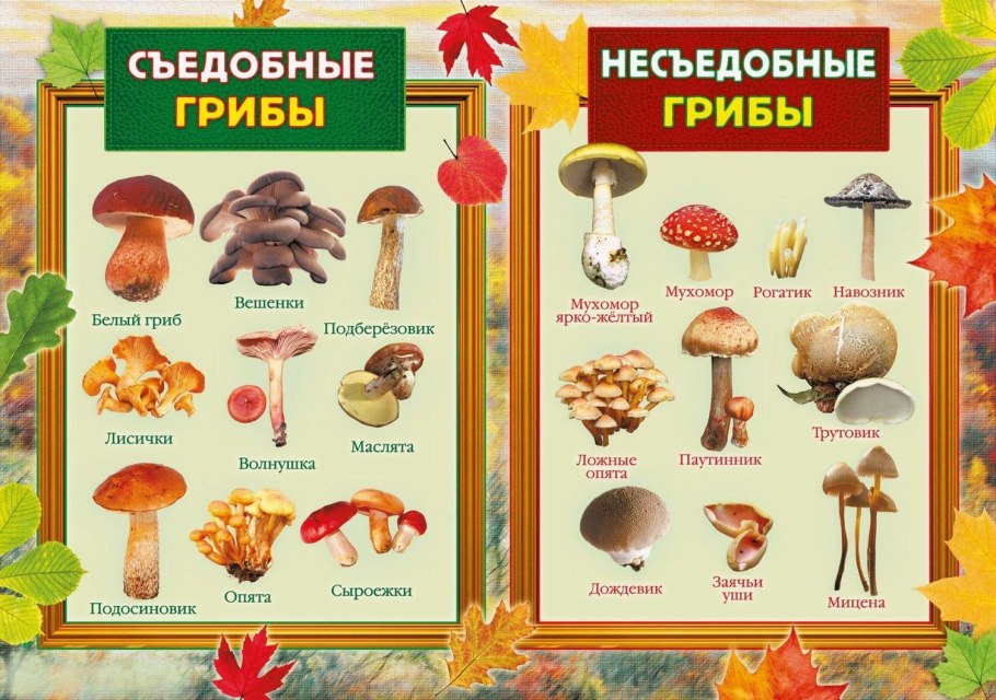 Съедобные грибы и несъедобные грибы