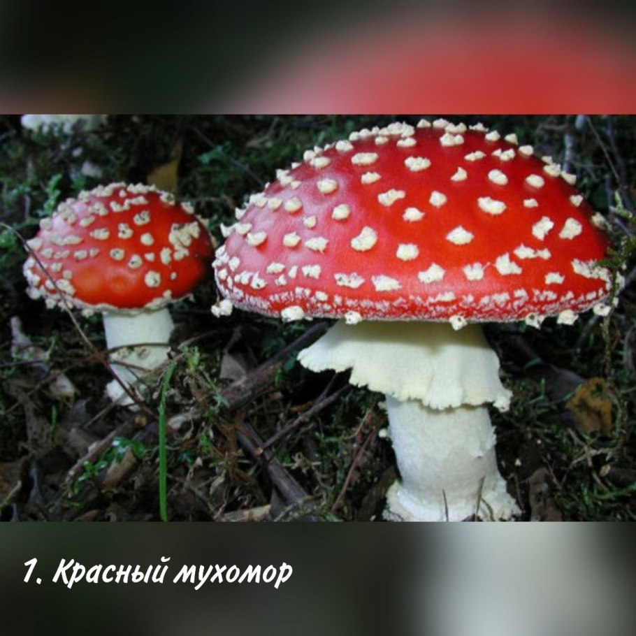 Несъедобные грибы Мурманской области