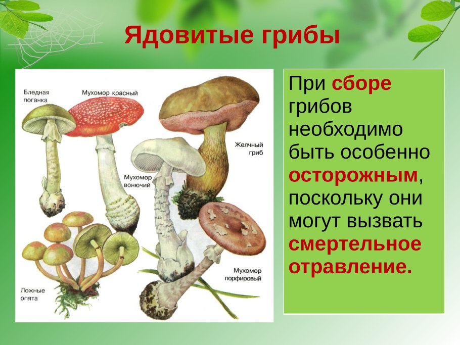 Несъедобные грибы