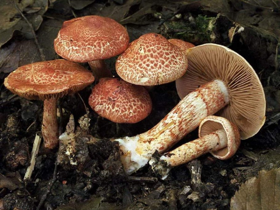 Паутинник павлиний