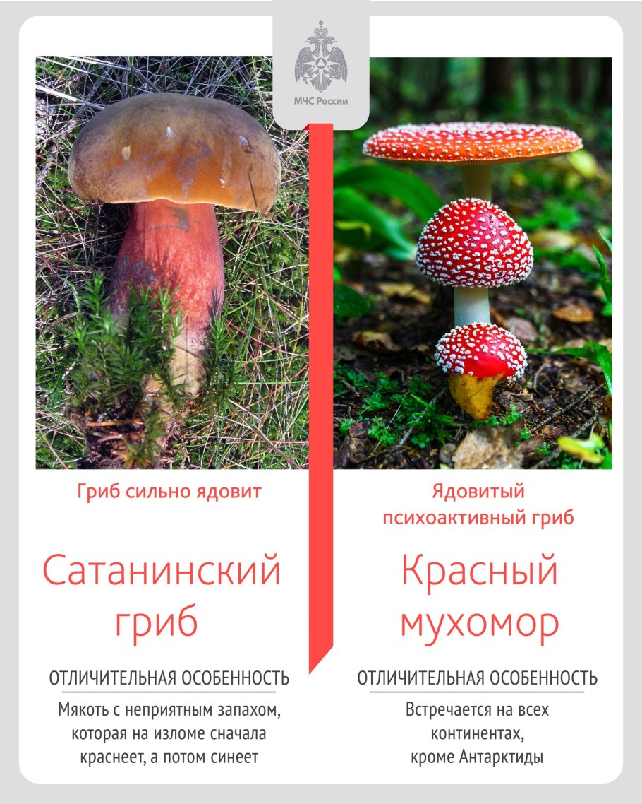 Ядовитые грибы России