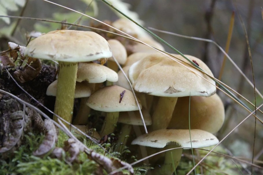Мухомор красный (Amanita muscaria)