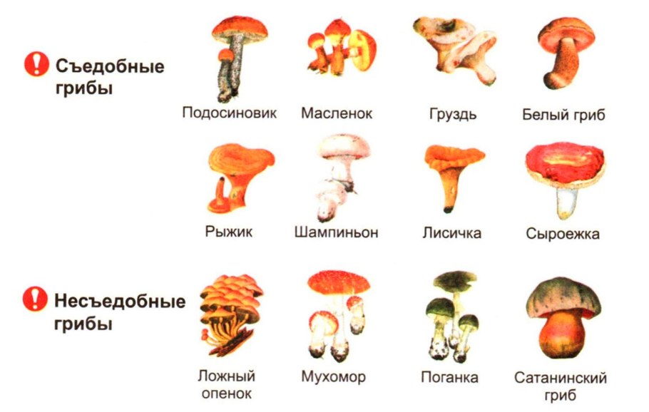 Мухомор пантерный и мухомор красный