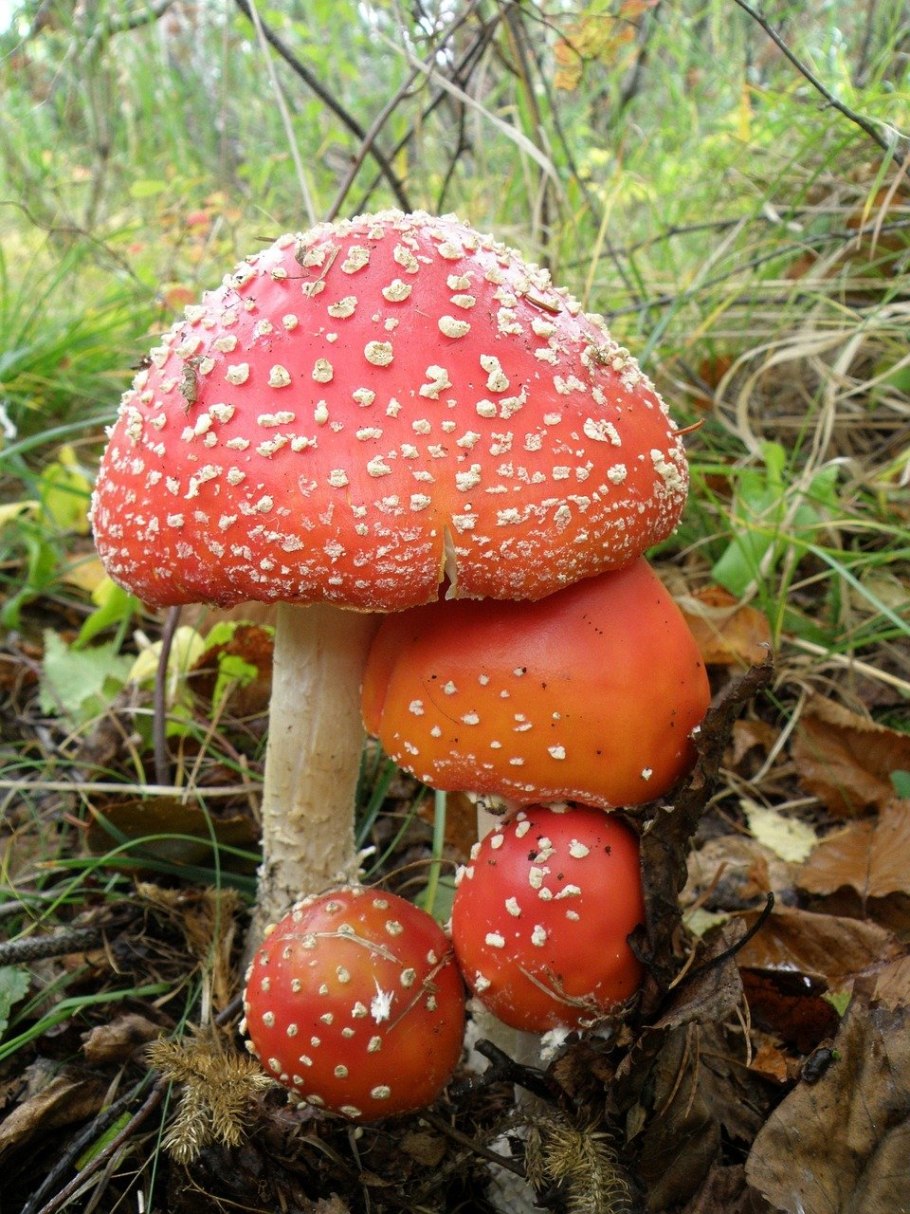 Несъедобные грибы мухомор
