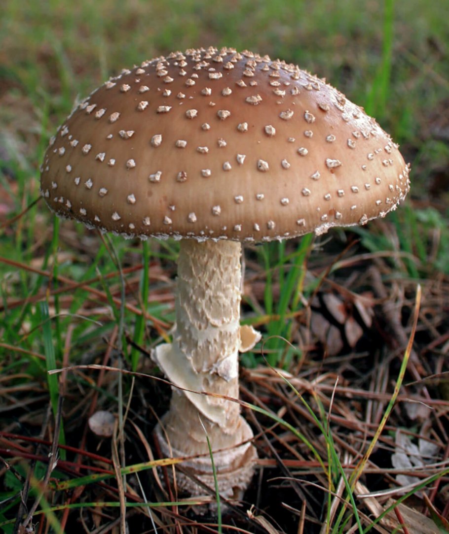 Бледная поганка Amanita phalloides
