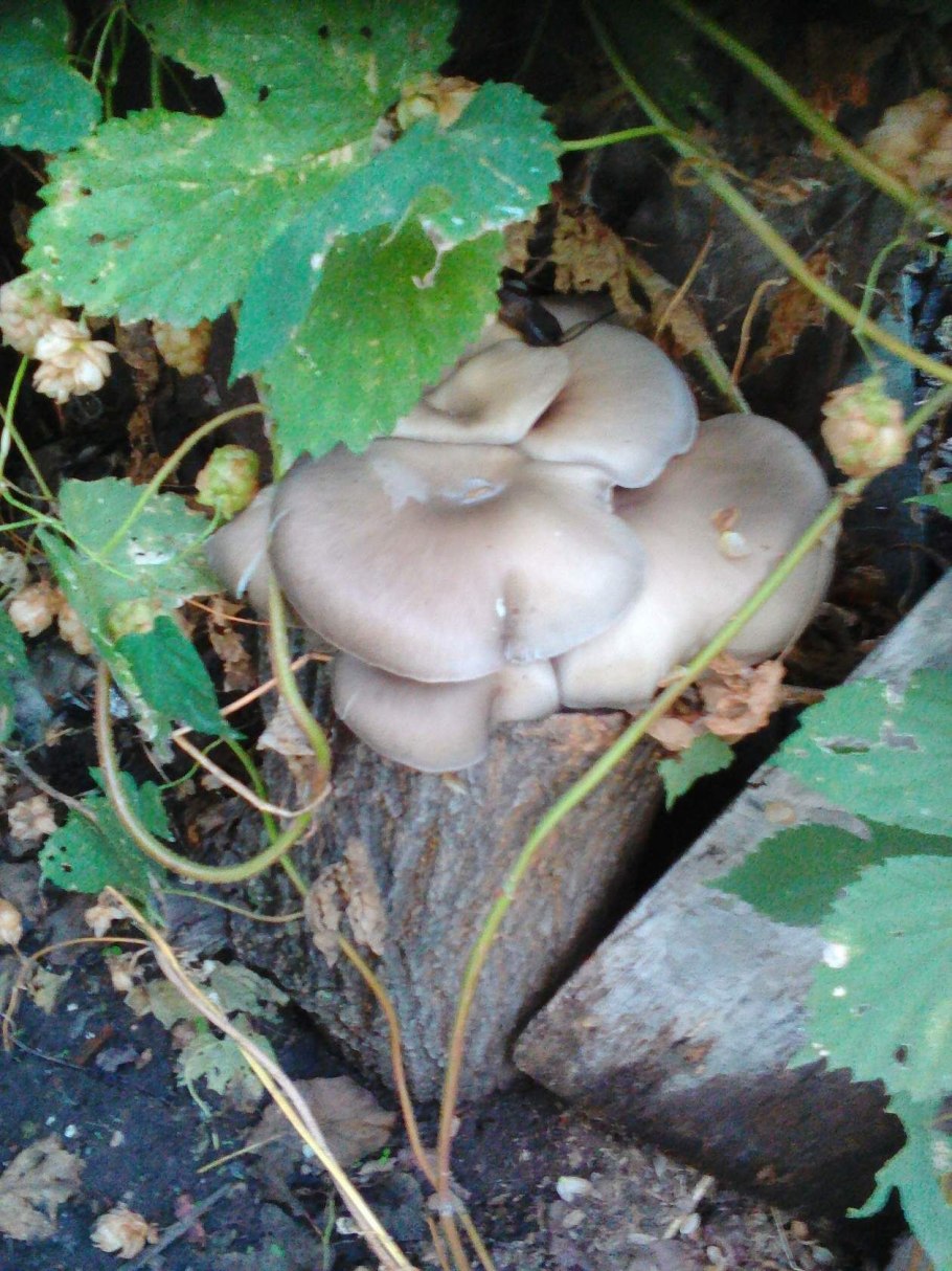 Грибы на грядке