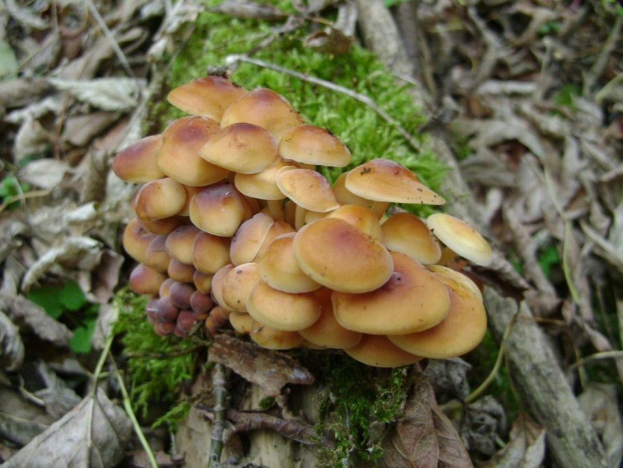 Опята на даче