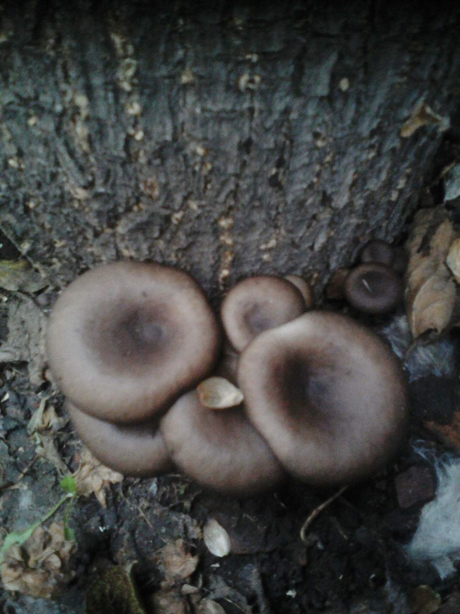 Грибы растут грядками