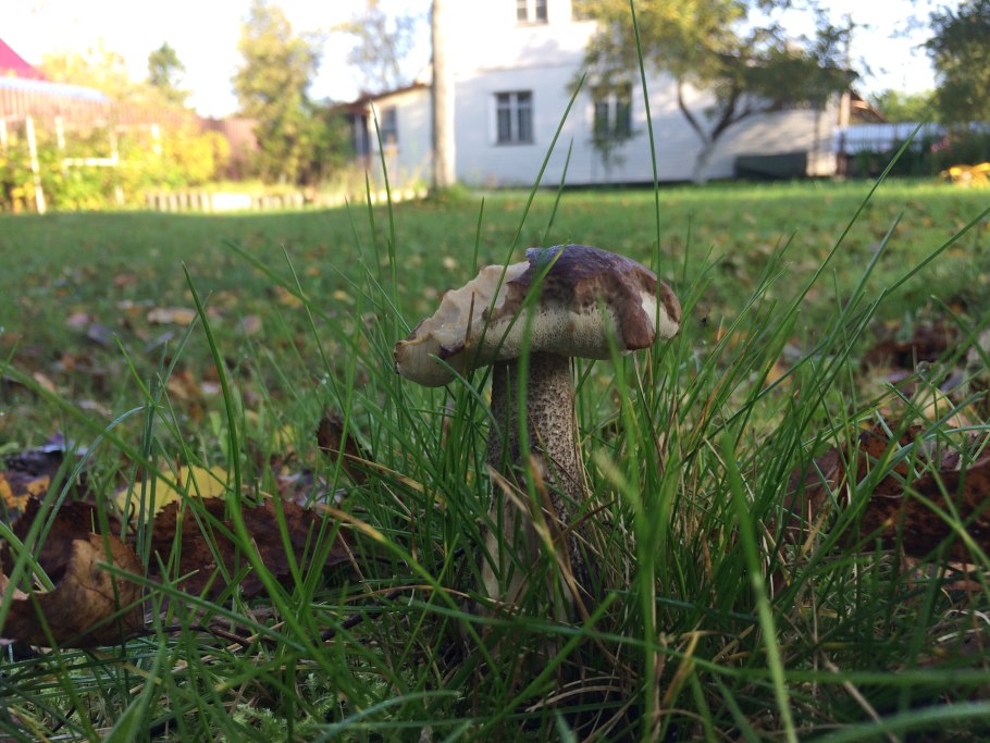 Грибы на садовом участке