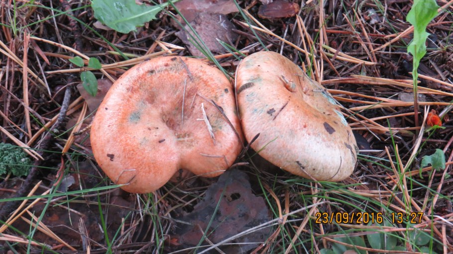 На даче Рыжик