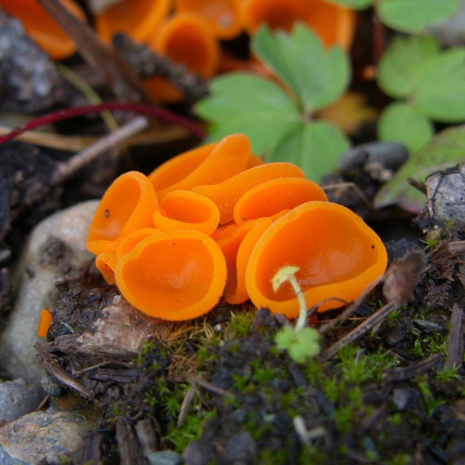 Гриб ярко оранжевого цвета