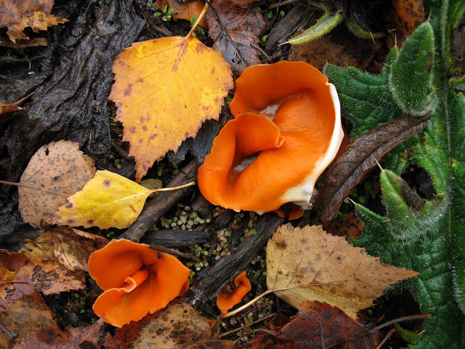 Оранжевый гриб