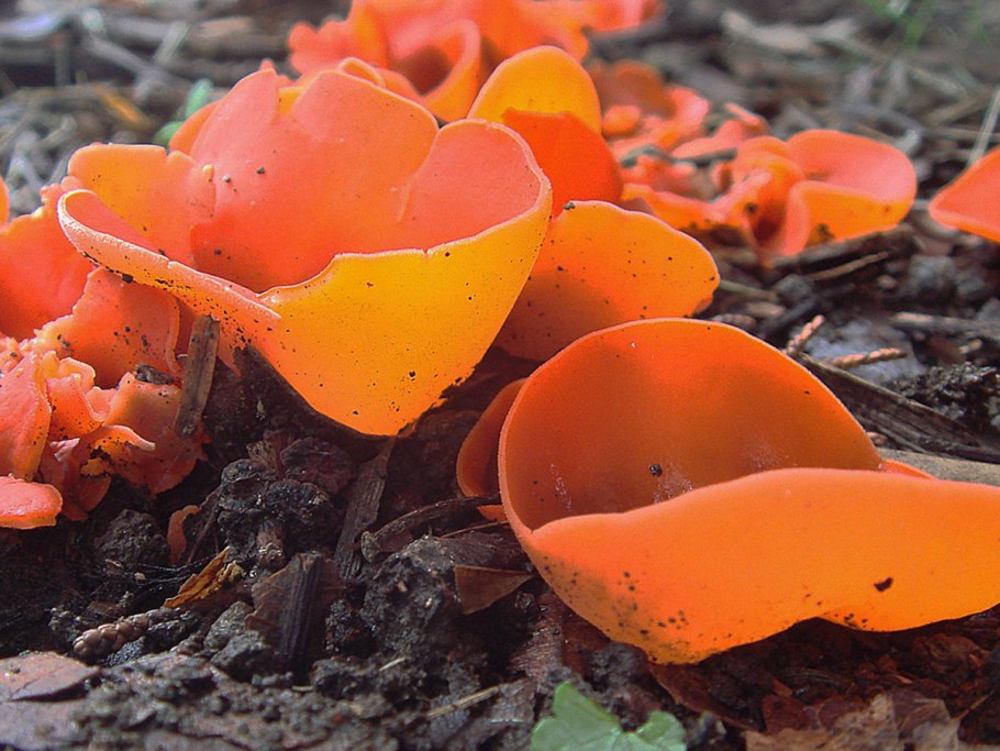 Клавария бледно-бурая