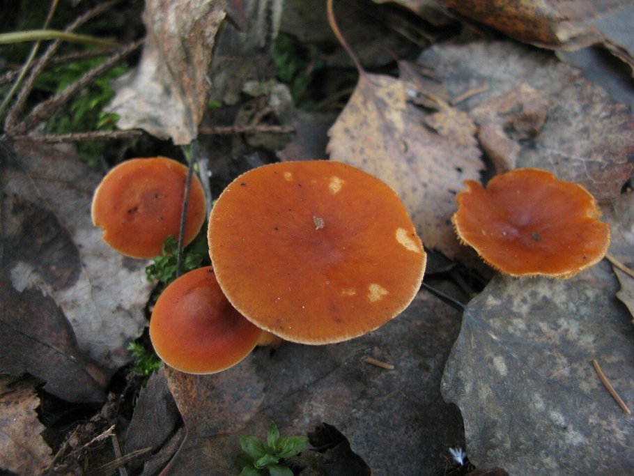 Lactarius aurantiacoochraceus