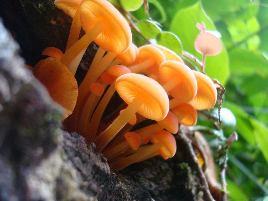 Грибы Favolaschia Calocera.