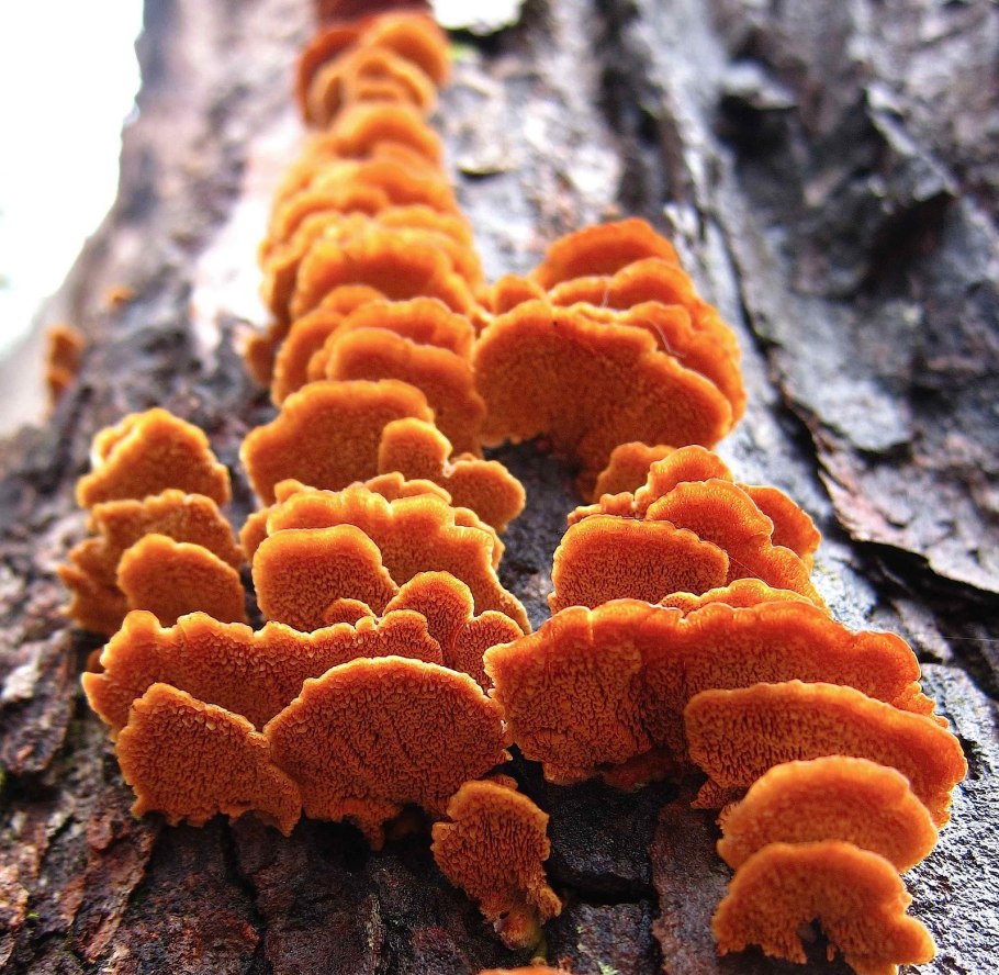 Граб оранжевый