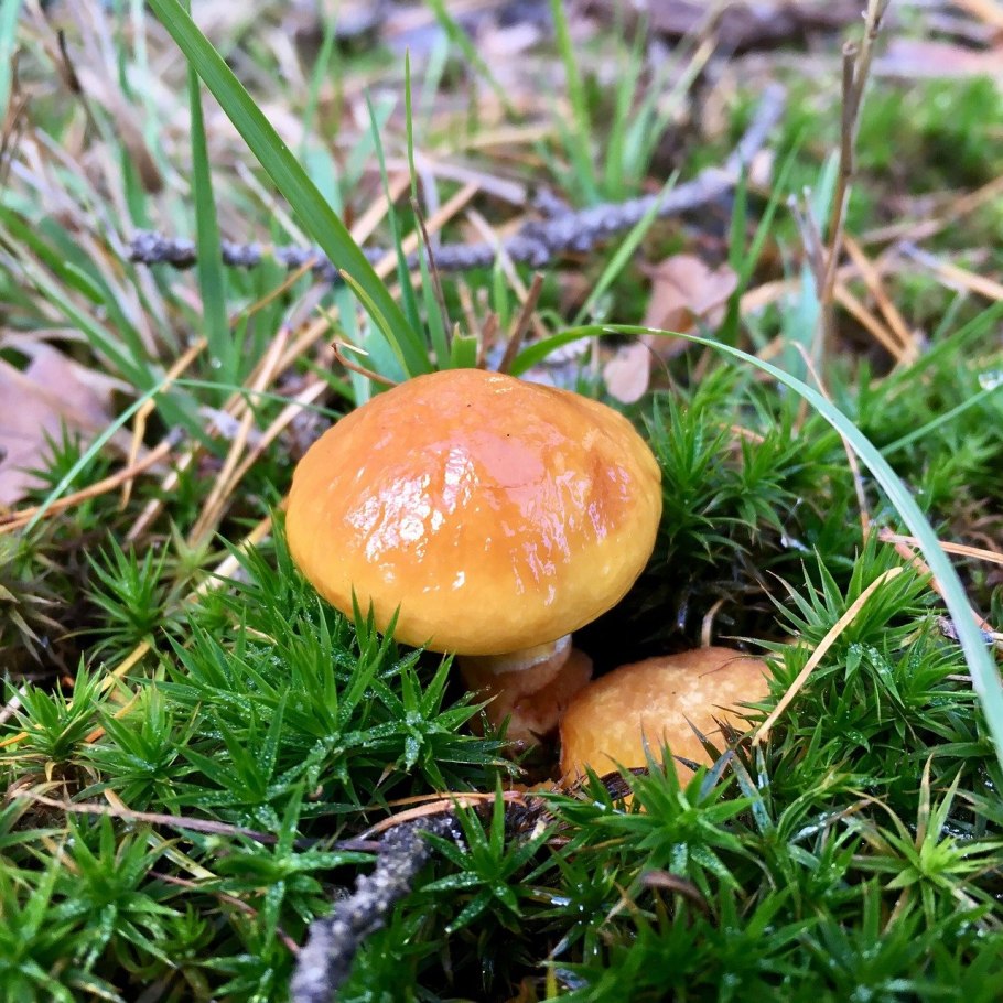Паутинник горный Cortinarius orellanus