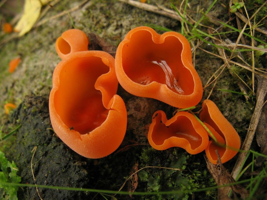 Orange Peel fungus гриб