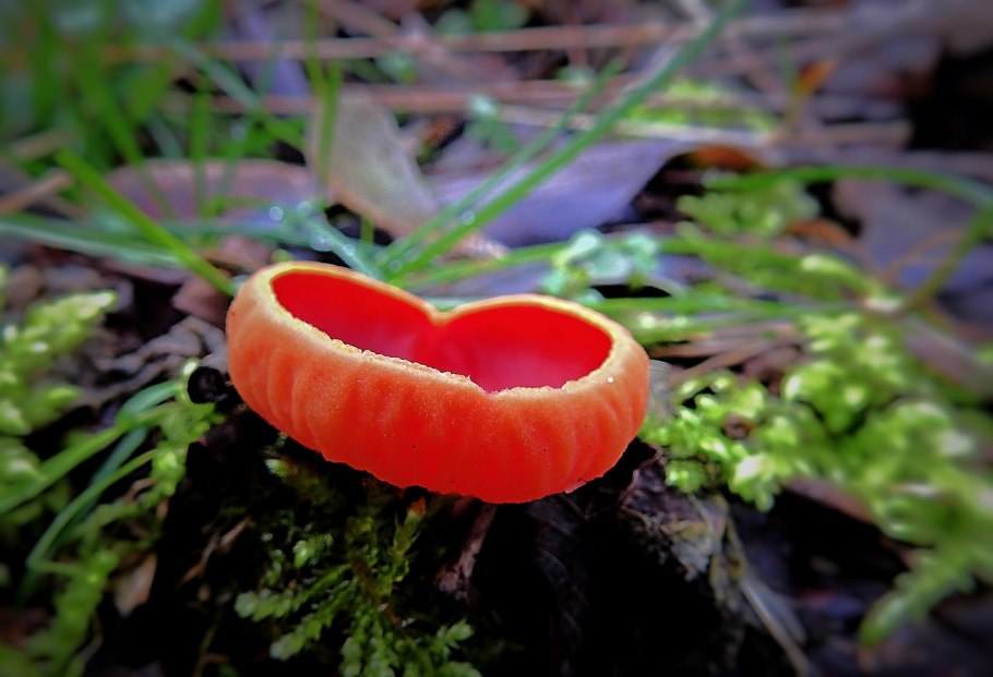Дрожалка оранжевая (Tremella mesenterica)