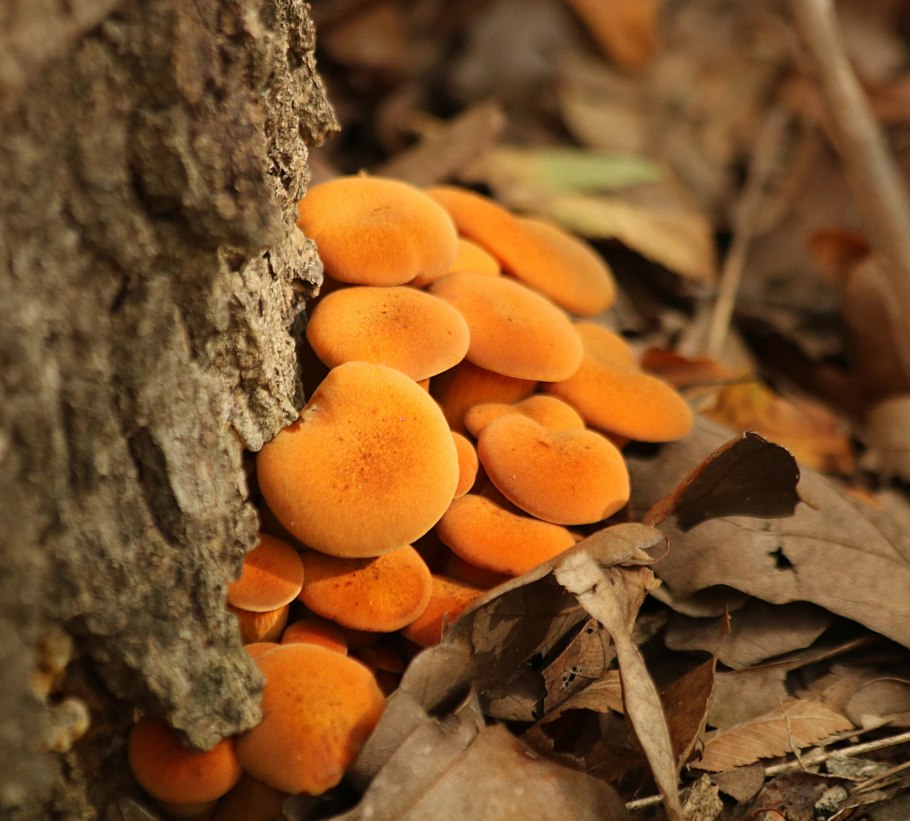 Оранжевый весенний гриб