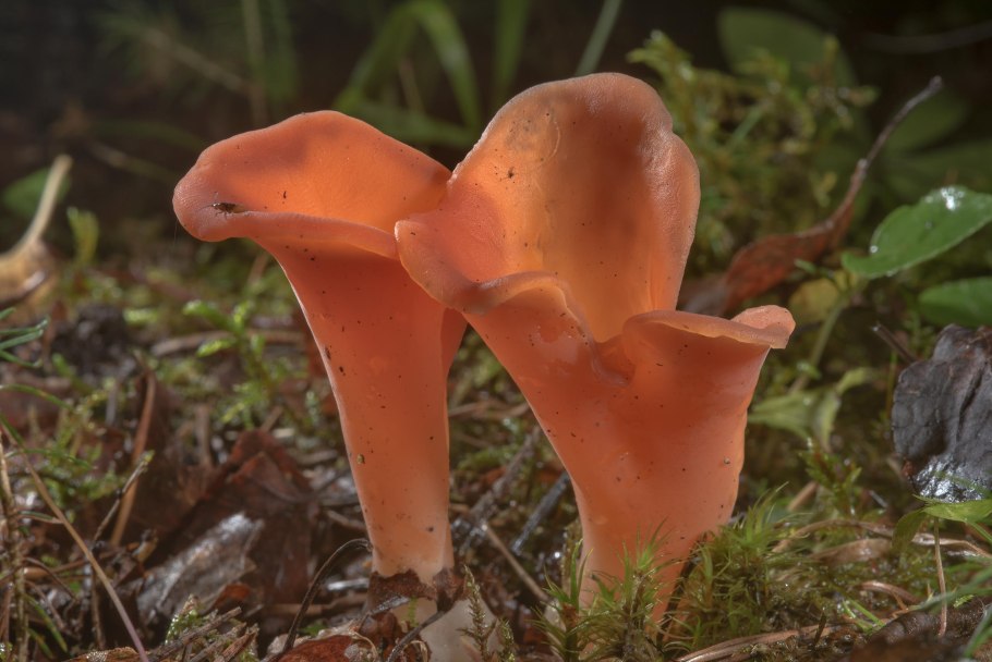 Желтая поганка