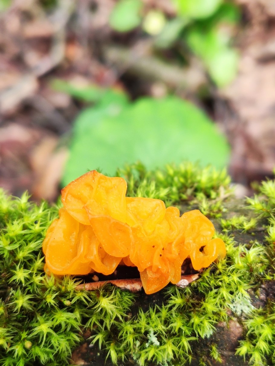 Дрожалка оранжевая tremella mesenterica