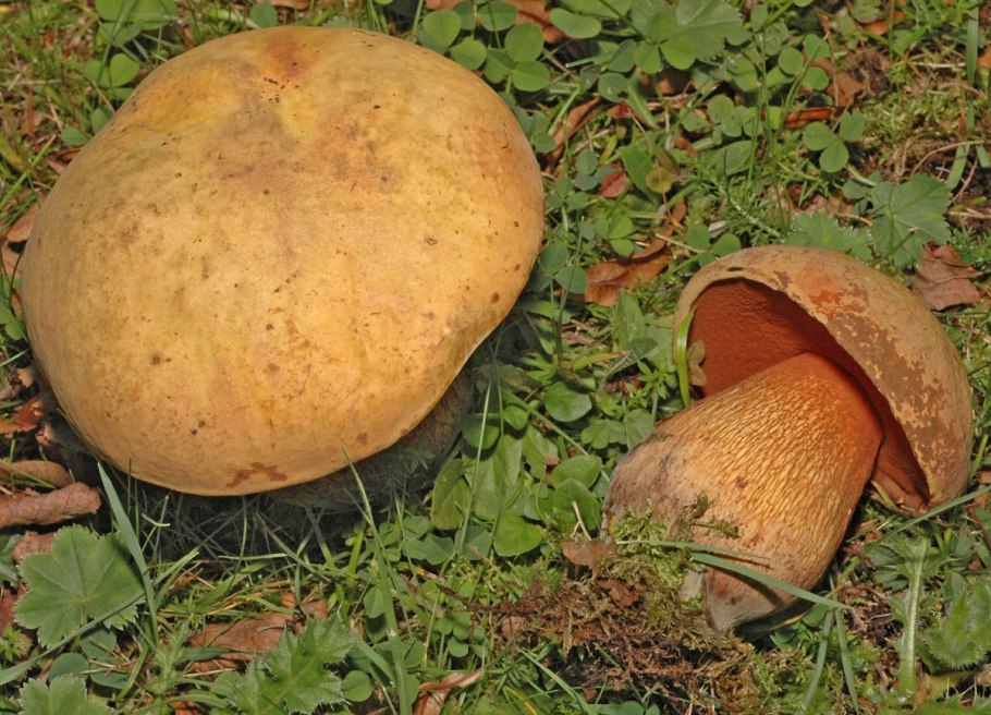 Boletus luridus Дубовик обыкновенный