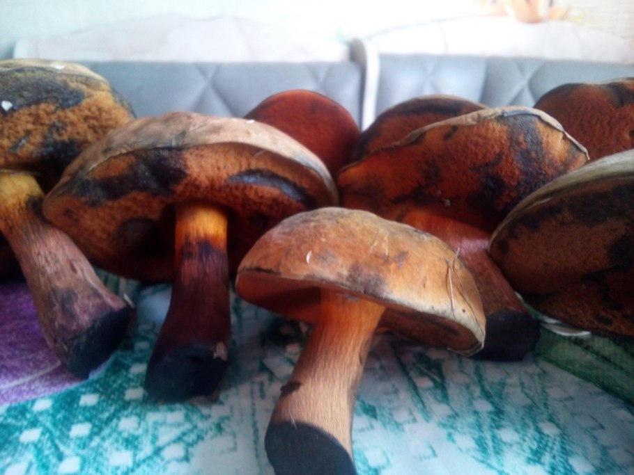 Поддубовик Крымский гриб