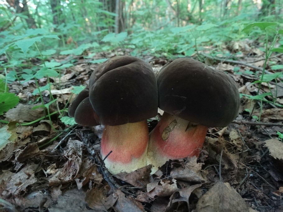 Дубовик крапчатый Boletus erythropus