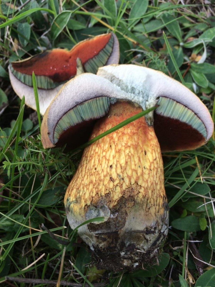 Boletus luridus Дубовик обыкновенный
