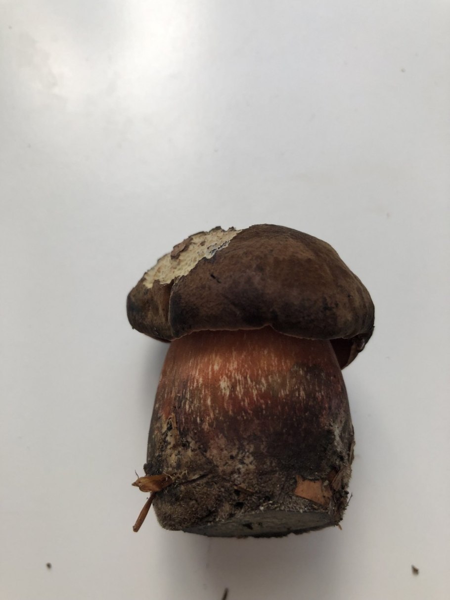 Боровик поддубник