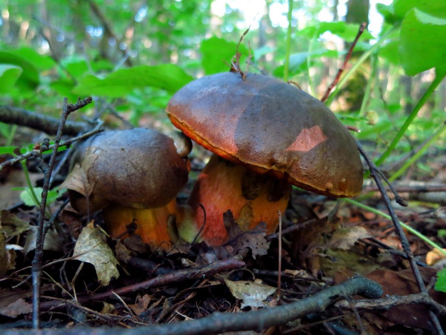 Гриб Дубовик оливково-бурый