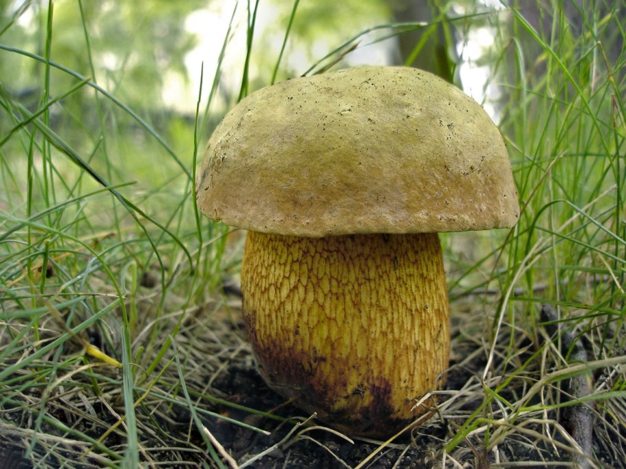 Boletus luridus Дубовик обыкновенный