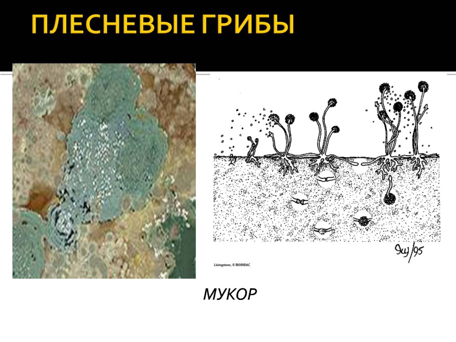 Среда обитания гриба мукора. Плесневый гриб мукор. Цикл развития гриба мукора.