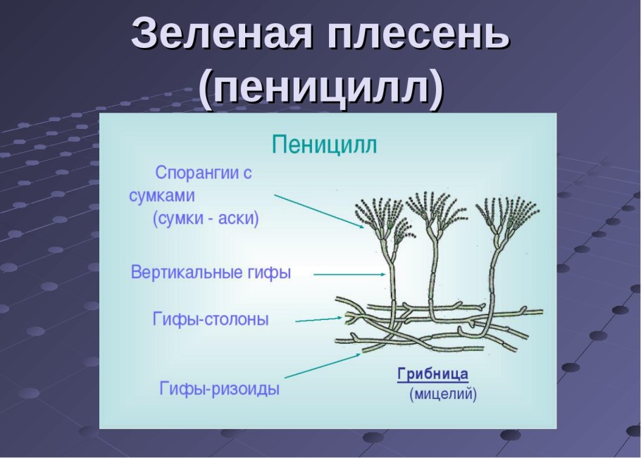 Рисунок плесневого гриба