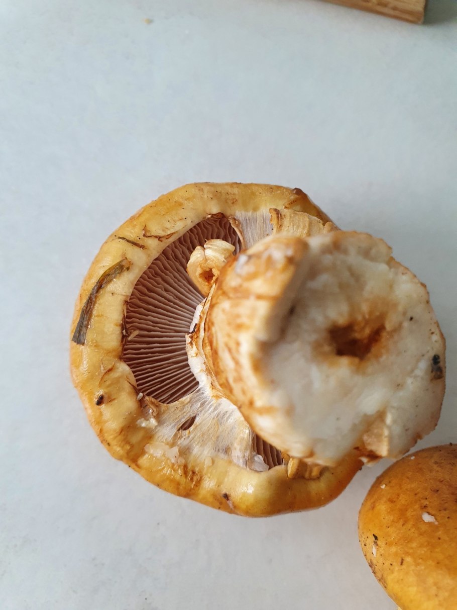 Чешуйчатка сальная Pholiota adiposa