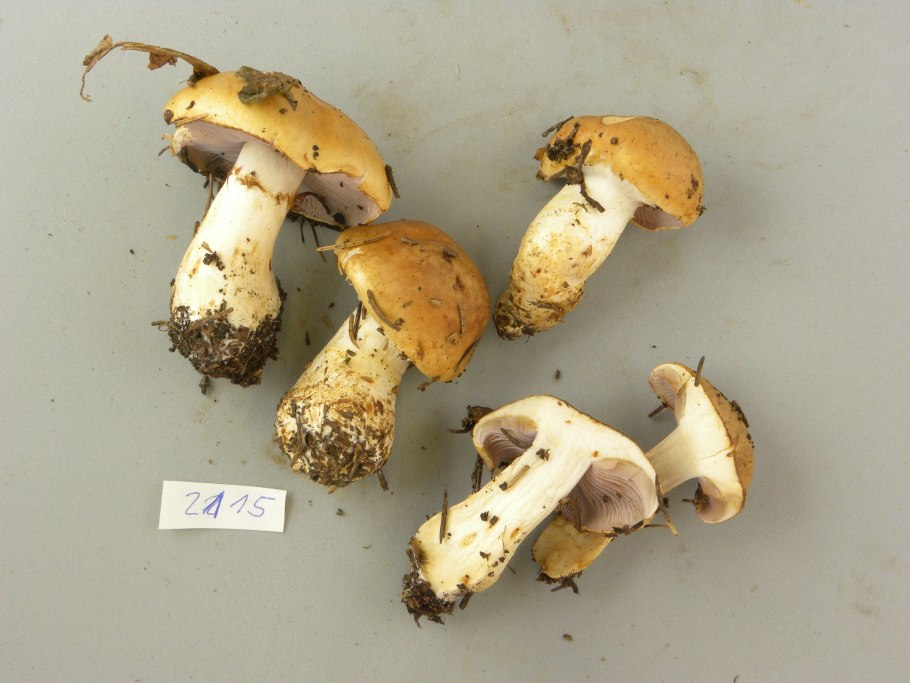 Свинушка тапинелла