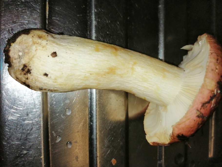 Гриб коричневый пластинчатый паутинник