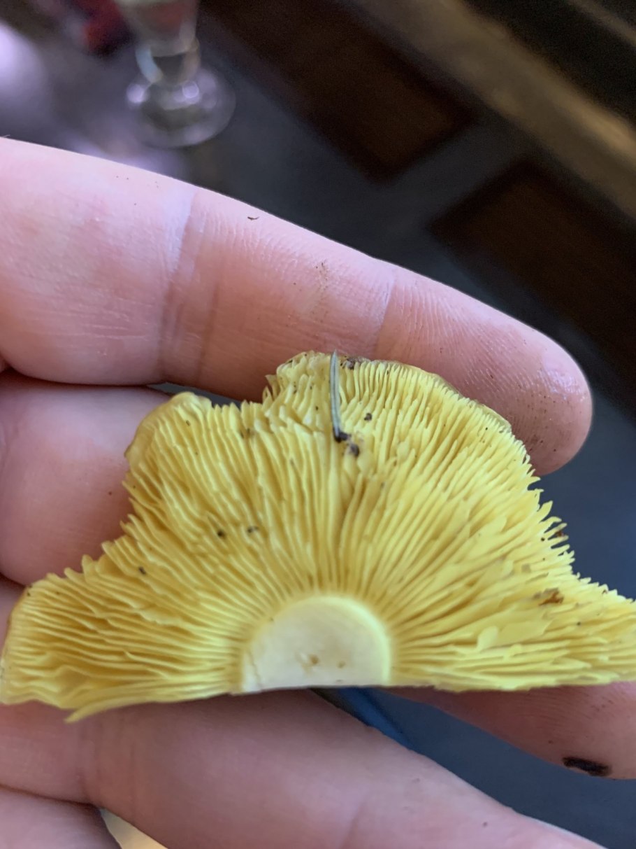 Пластинчатый гриб с толстой ножкой