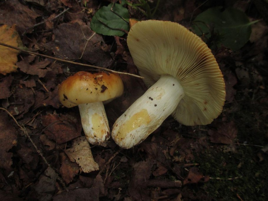 Желтые пластинчатые грибы