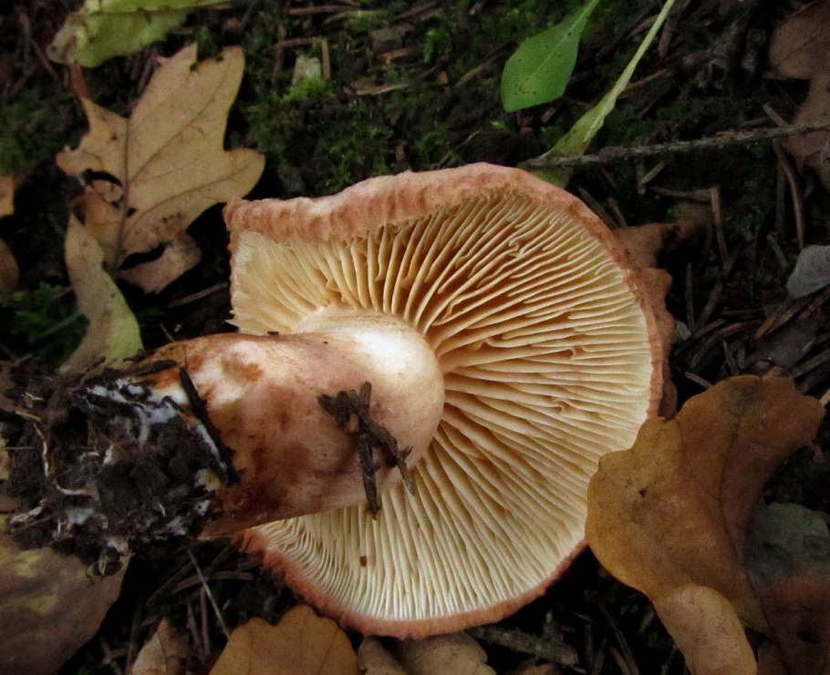 Подвалуй (Russula subfoetens)