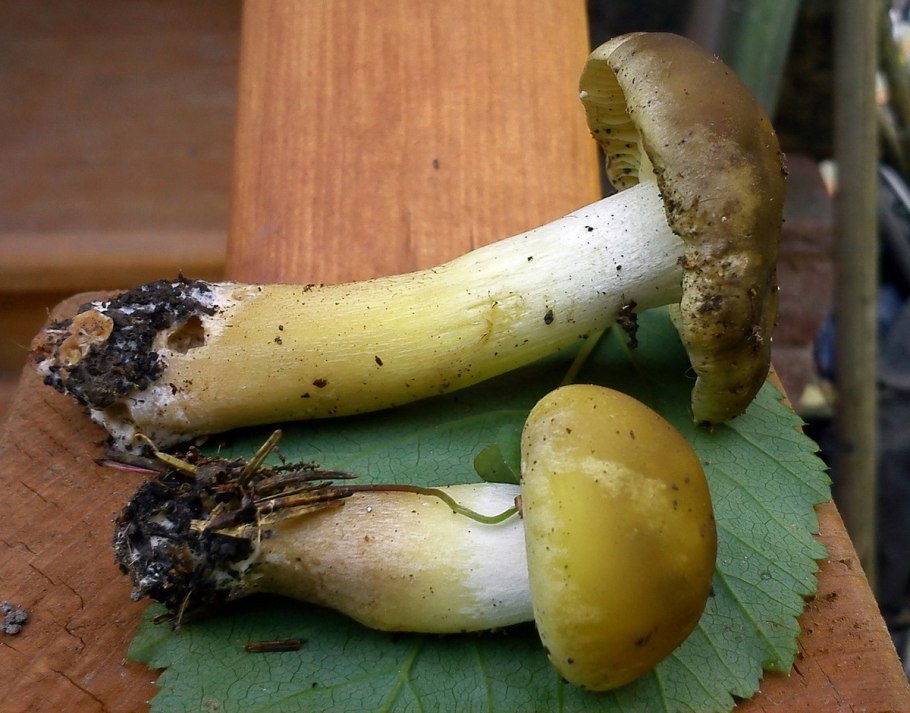 Рядовка репоножковая (tricholoma rapipes)