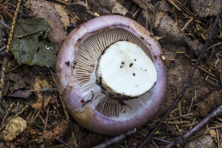 Cyanoboletus pulverulentus