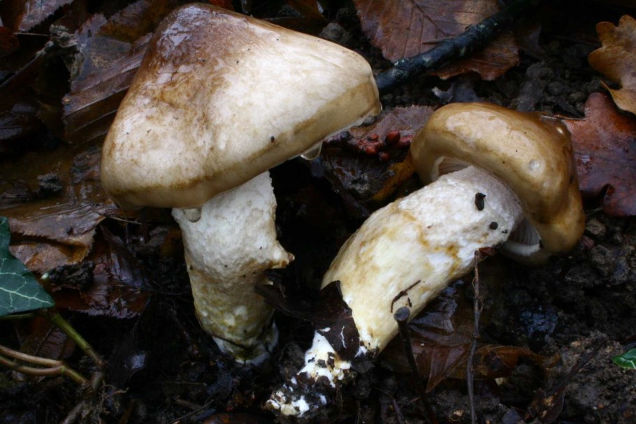 Pholiota alnicola