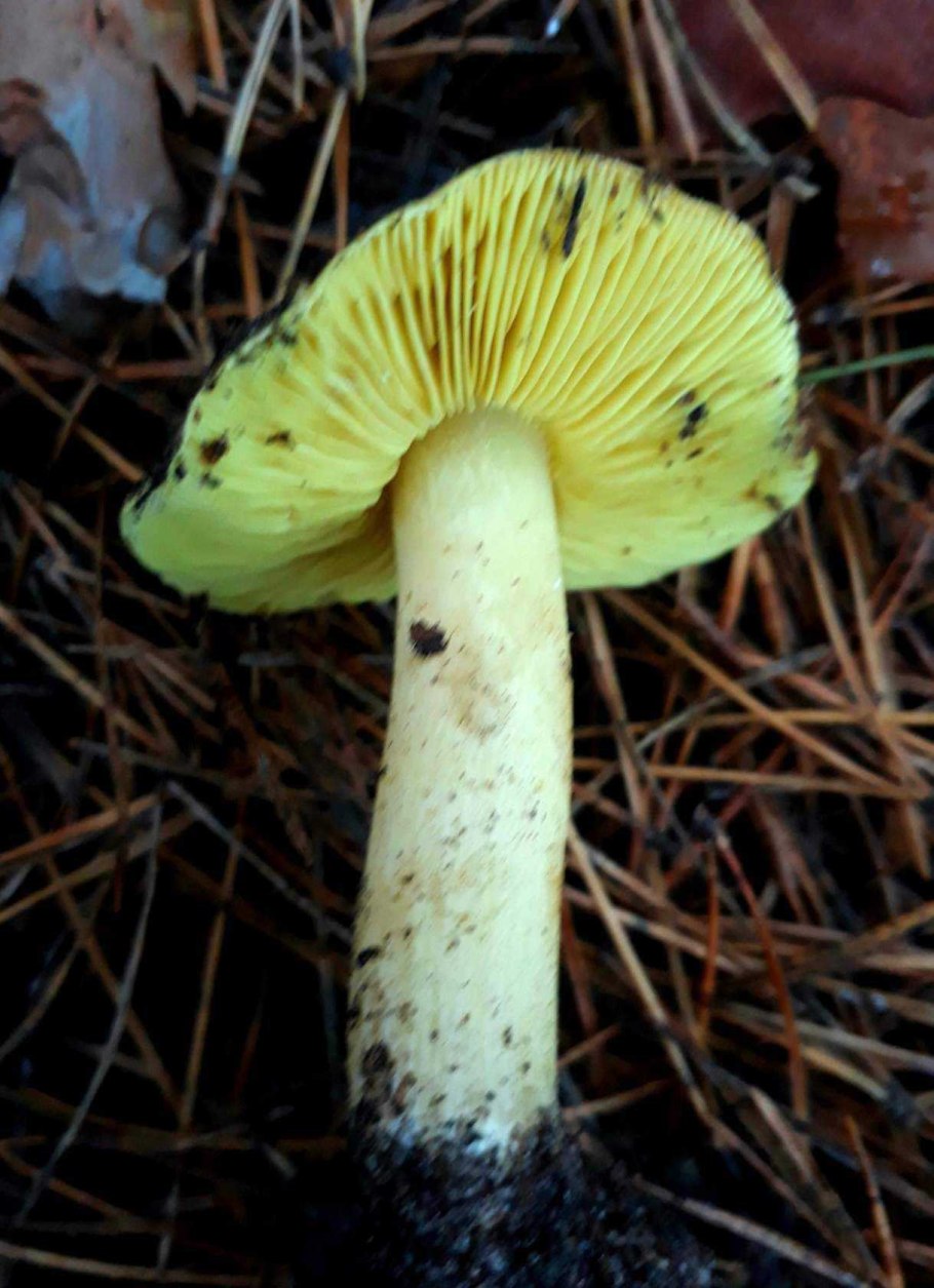 Гриб зеленуха желтопузая десертная