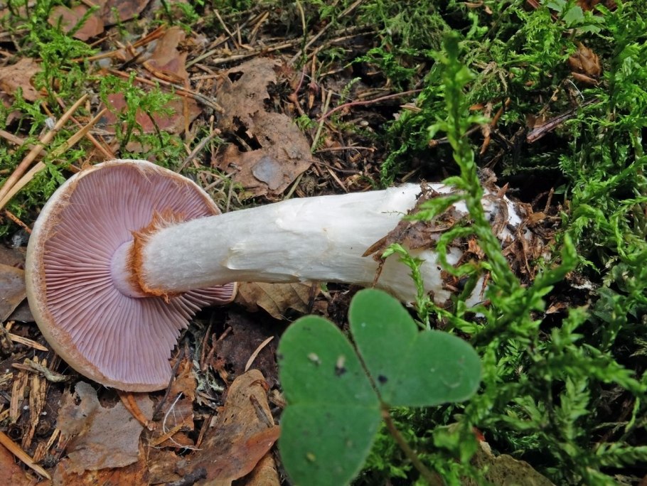 Гриб Russula cyanoxantha