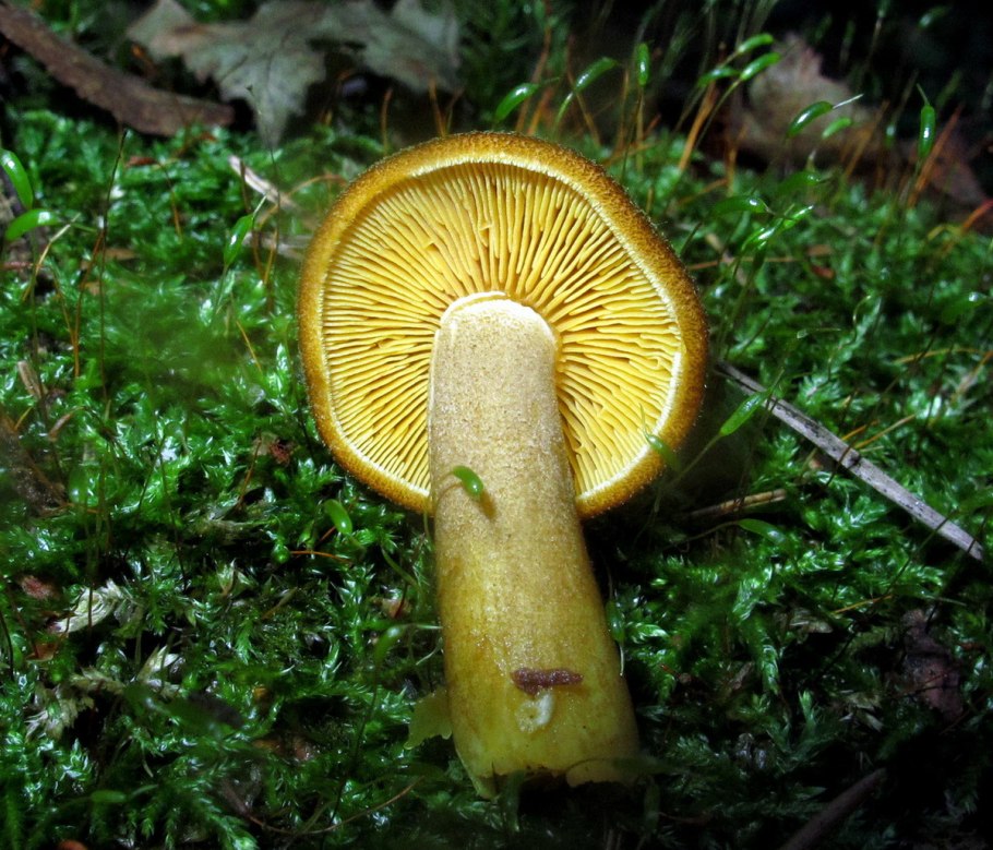 Russula claroflava
