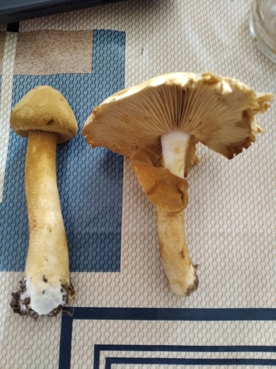 Рядовка Tricholoma albobrunneum